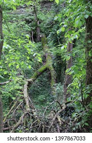 Katy Trail Missouri River Bluffs Tree S