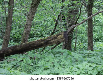 Katy Trail Missouri River Bluffs Tree S