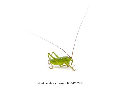 13,354 Jumping crickets Images, Stock Photos & Vectors | Shutterstock