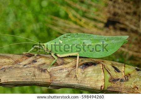 Katydid