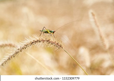 Katydid Insect On Foxtail Weed