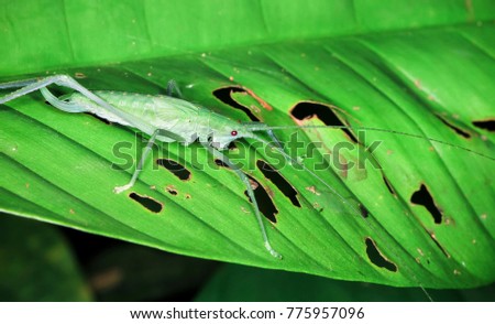 A katydid with long antennae rests on a leaf at night in Costa Rica.