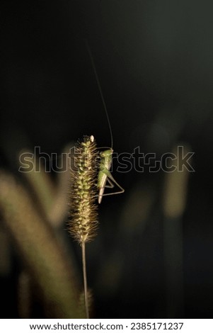 katydid is resting on foxtail