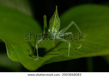 A Katydid resting on a leaf