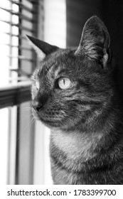                   Katze am Fenster schwarz weiß             