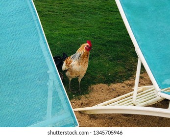 Kauai Chicken At The Beach