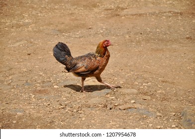 Kauai Chicken Run 