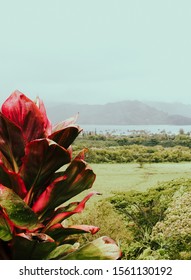 Kauai, Hawaii Retro Vintage Flower