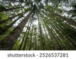 Kauri pine trees, central station, K