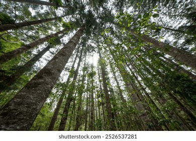 Kauri pine trees, central station, K'gari Fraser Island, Australia, wide angle looking up, tall forest forestry plantation, staghorn ferns on trunks