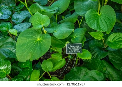 Kava, Awa, Piper Methysticum Plant.