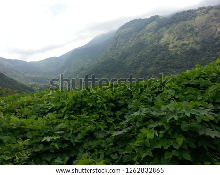Kava forest area 