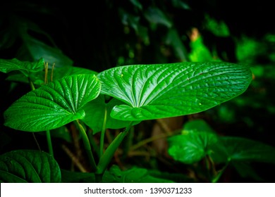 Kava Leafs In Selective Focus Image With Dark Background In The Nature, Traditional Drink Of South Pacific Island Culture People.