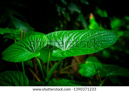 Kava Leafs in selective focus image with dark background in the nature, traditional drink of South Pacific Island culture people.