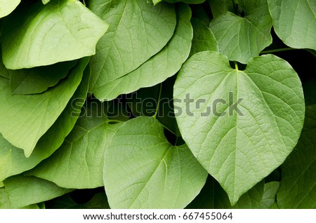 Kava plant from  Polynesia