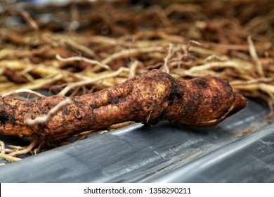 Kava Roots Prepare To Make A Drink