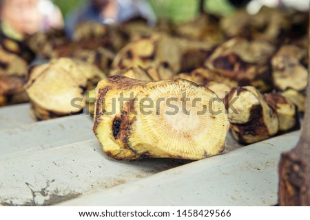 Kava Kava roots selective focus for background