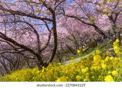 Kawazu Cherry Blossoms bloom at Nishihirabatake Park, Matsuda, Kanagawa Prefecture, Japan