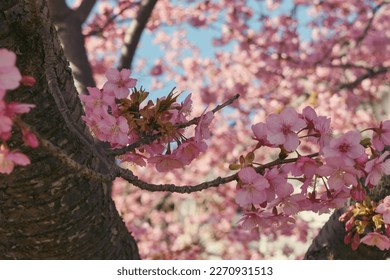 Kawazu Cherry Blossoms bloom at Nishihirabatake Park, Matsuda, Kanagawa prefecture, Japan