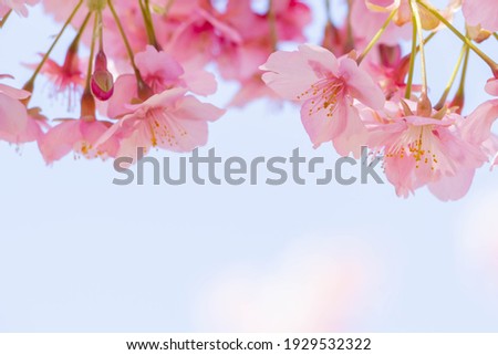 Kawazu cherry blossoms in full bloom against the blue sky