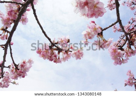 kawazu cherry blossoms in utunomiya