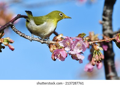 Kawazu cherry blossoms and white-eye bird