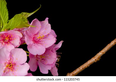 Fleur Japonaise Images Stock Photos Vectors Shutterstock