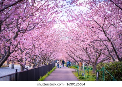 Kawazu Sakura(cherry Blossom) Festival, Kawazu Town, Shizuoka, Japan