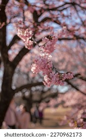 Kawazuzakura is the spiece of cherryblossom that blooms in mid Feb. Kawazuzakura in full bloom. Close-up - Shutterstock ID 2270962173