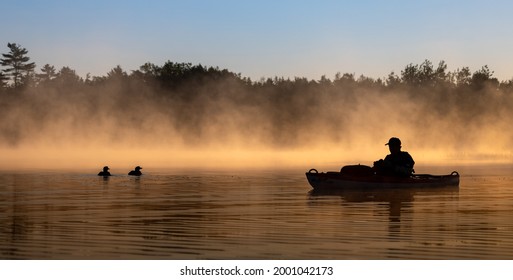 A kayaker on a lake kayaking with common loons on a misty morning in Maine 