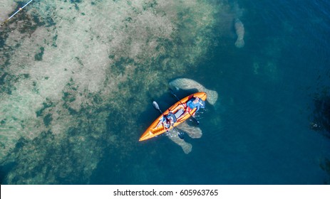 Kayaking With Manatees At Crystal River, FL