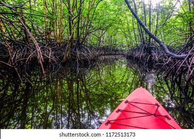 Kayaking In Mangrove Forest