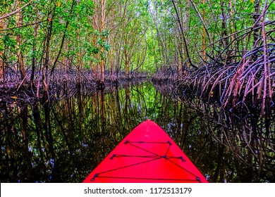 Kayaking In Mangrove Forest