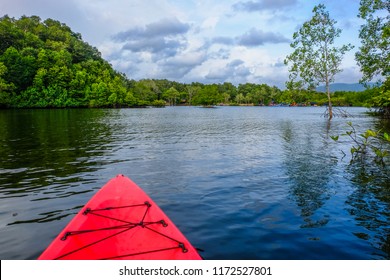 Kayaking In Mangrove Forest