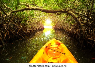 Kayaking In Mangrove Forest