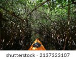 Kayaking mangrove tunnels of Turner River in Big Cypress National Preserve, Florida on clear cool winter morning.