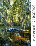 Kayaks for tourists walking through a flooded cypress forest in Okefenokee Park, Georgia