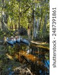 Kayaks for tourists walking through a flooded cypress forest in Okefenokee Park, Georgia