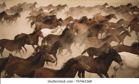 Kayseri, Turkey, August 2017: Horses running and kicking up dust. - Shutterstock ID 747461368
