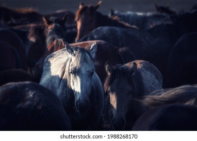 Kayseri, Turkey. may 2021. wild horses (yilki horses) 

