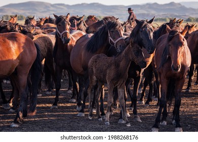 Kayseri, Turkey. may 2021. wild horses (yilki horses) 
