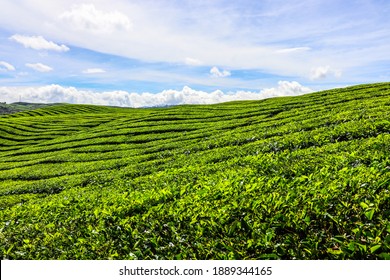 Kayu Aro tea plantation is the oldest in Indonesia, also the largest and the second highest in the world, located at the foot of Mount Kerinci. owned by PTPN 6 (PT. Perkebunan Nusantara VI) Kerinci. - Shutterstock ID 1889344165
