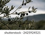 kaz  mouuntains  also known as monutlda, are a mountain located in western Turkey,A foreest is a large area covered with trees ,plants, and various forms of wildlife .Olive trees are evergreen native 