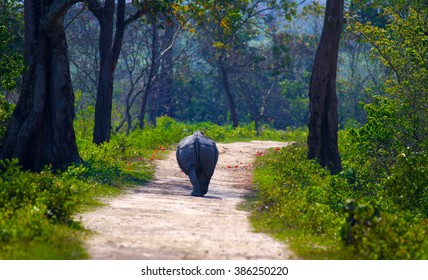 Kaziranga National Park, Assam