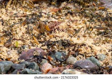 Kazunoko Or Herring Fish Roe From Small Fish Spawning Along A Rocky Beach. The Small Yellow And Gold Color Eggs Is Gourmet Caviar. The Natural Roe Is Among Rocks, Seaweed And Kelp On The Ocean Shore. 