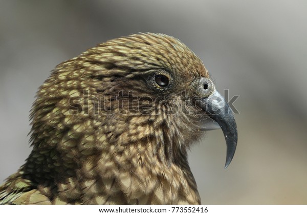 Kea alpine parrot Bird \
New Zealand