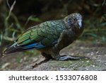 Kea alpine parrot (Nestor notabilis)