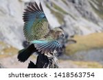 Kea bird about to fly 
