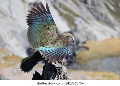 Kea Bird About To Fly 