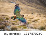 Kea bird flying on a mountain